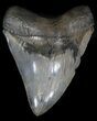 Glossy, Megalodon Tooth - Serrated #35960-1
